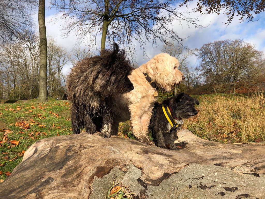 3 dogs on tree